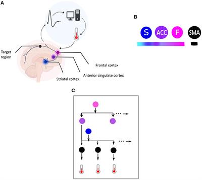 Self-regulation learning as active inference: dynamic causal modeling of an fMRI neurofeedback task